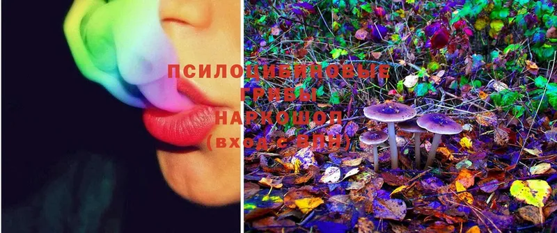 купить   Минусинск  Галлюциногенные грибы MAGIC MUSHROOMS 